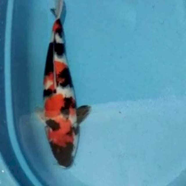 Showa