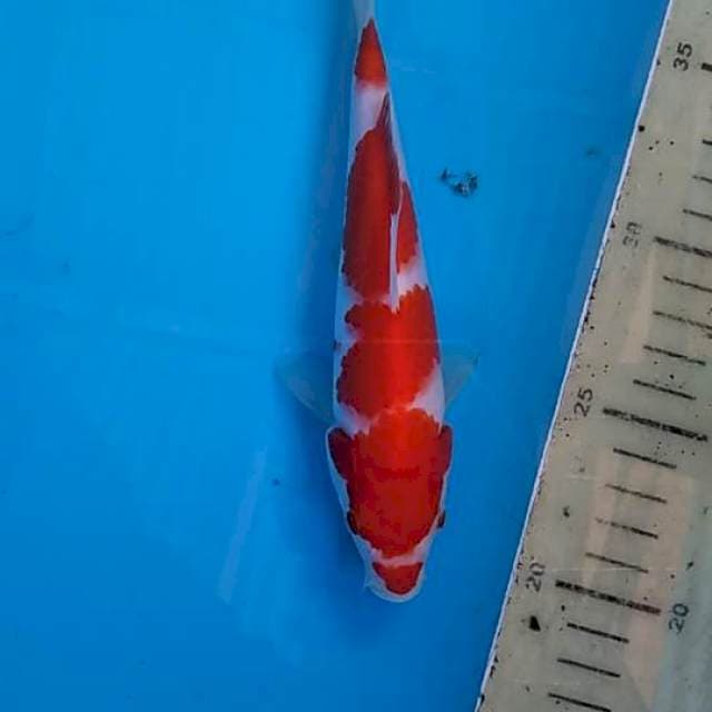 Kohaku 18cm merah pedas