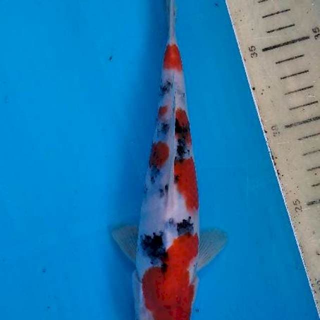 Sanke 23cm