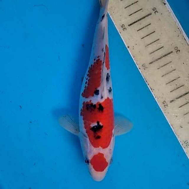 Sanke maruten 23cm