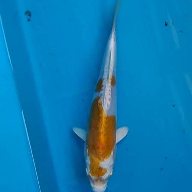 Koyyo 20cm
