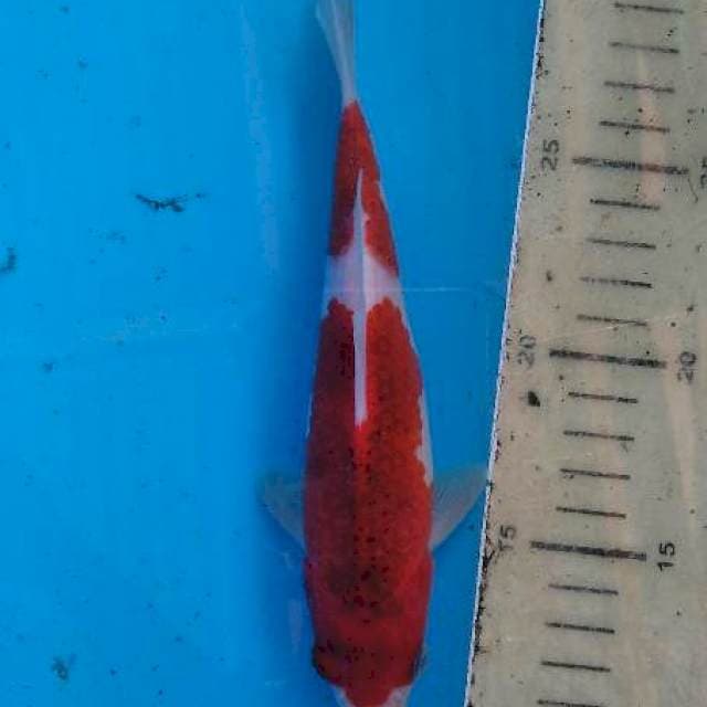 Ai koromo 19cm