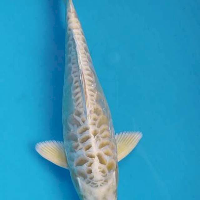 KikoKuryu size 23cm