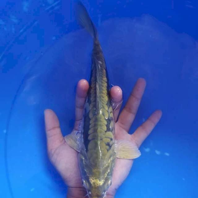 Chagoi Aragoke size 21cm