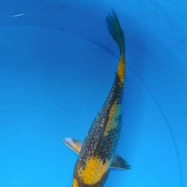 KinShowa Gindrin Size 20cm