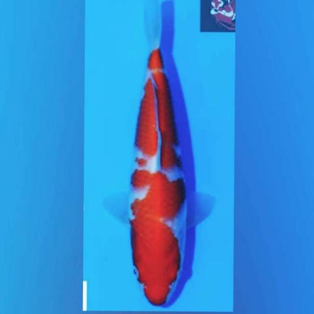 Kohaku Dainichi