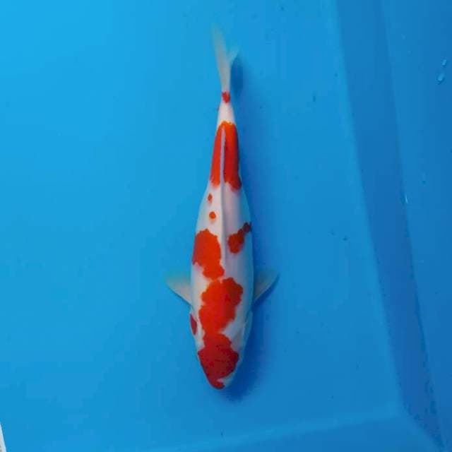 Kohaku ~33