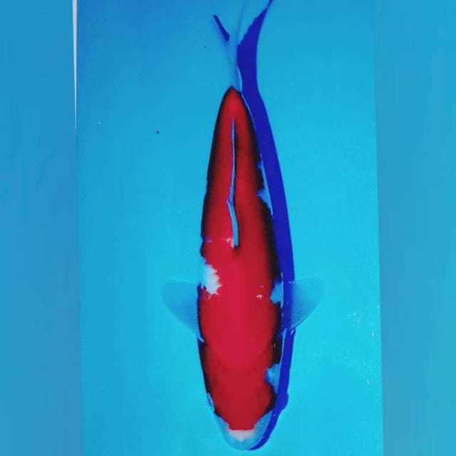 Kohaku impor Dainichi