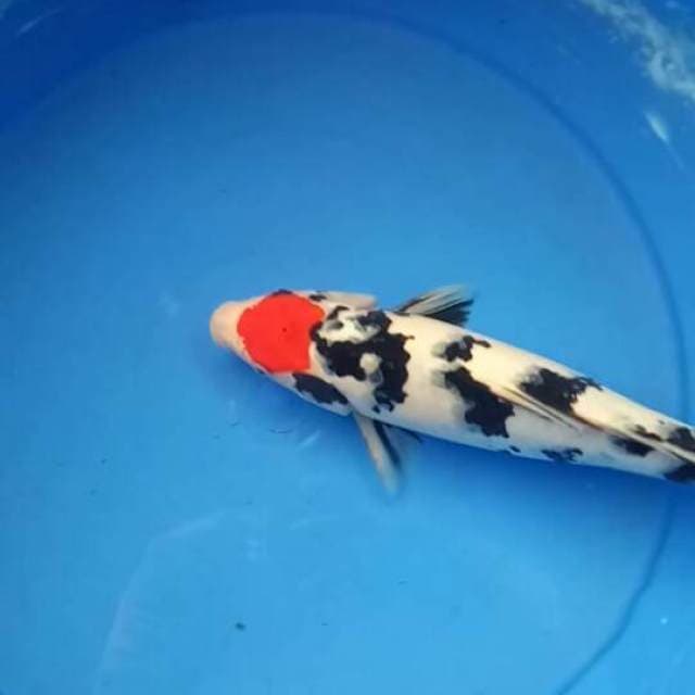 Tancho Sanke 35cm Female