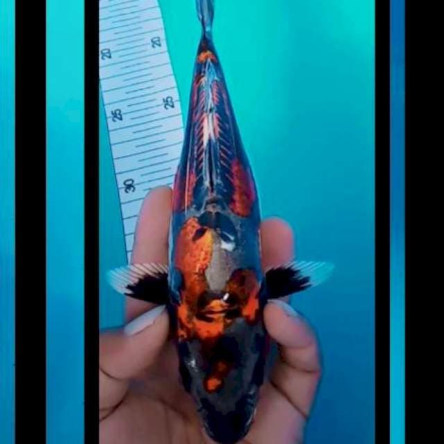 Beny Kikuryu 25 cm
