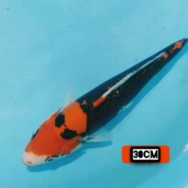 Beni kumon kacamata 30cm