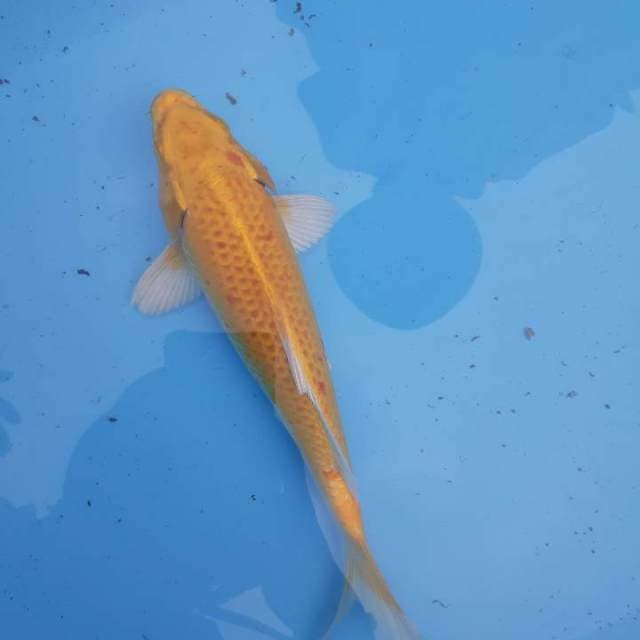 Ogon 27 cm