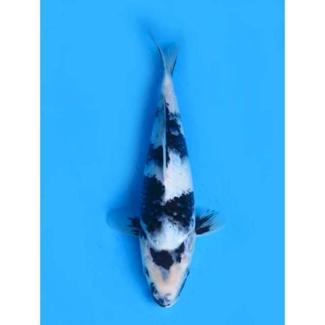 Shiro Putih Salju -26cm Female