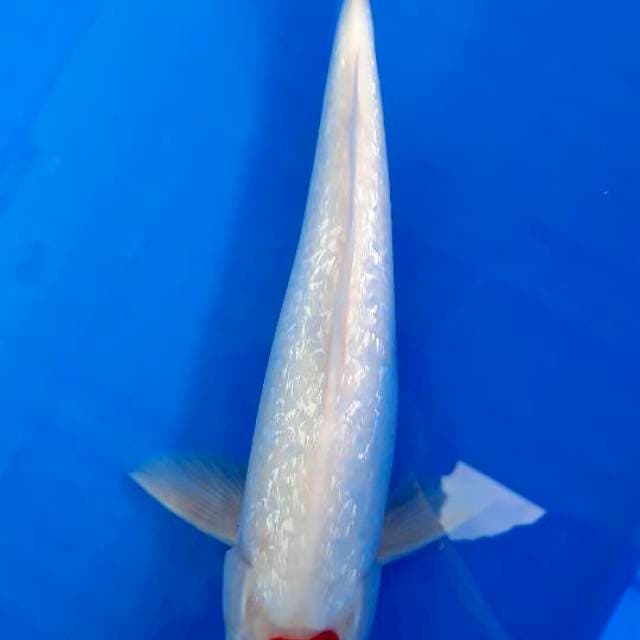 Tancho kohaku gindrin
