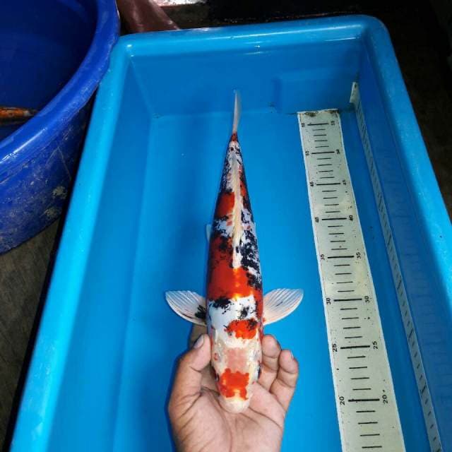 Benikiko male