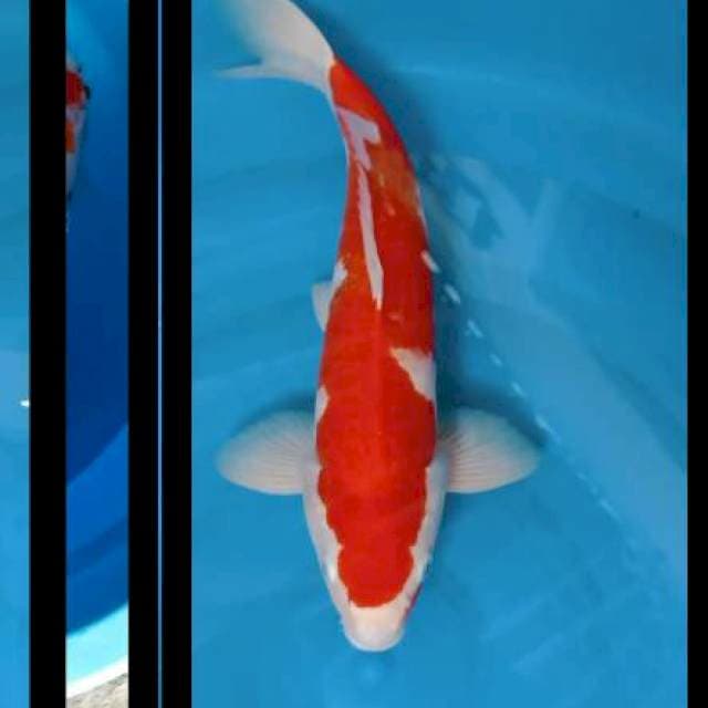 Kohaku Inazuma 42cm