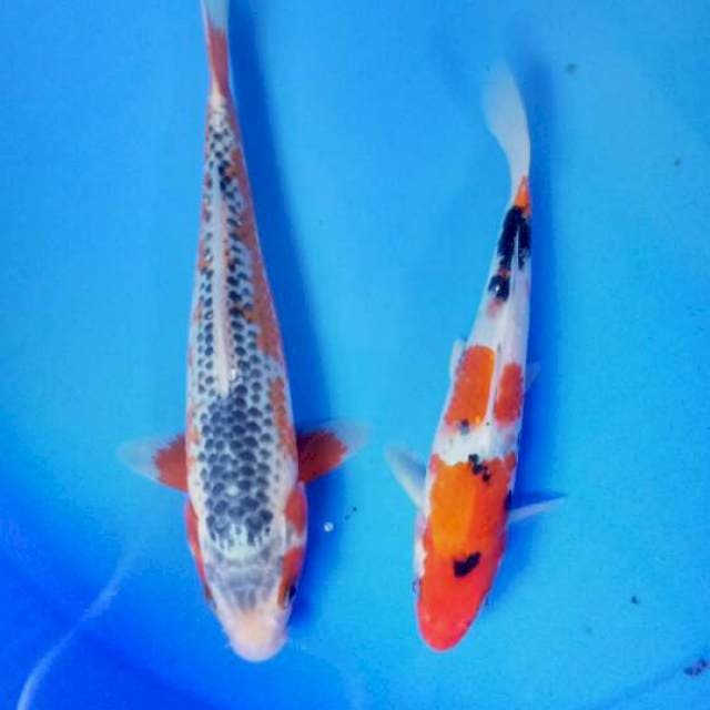 Mix koi 21-26 cm