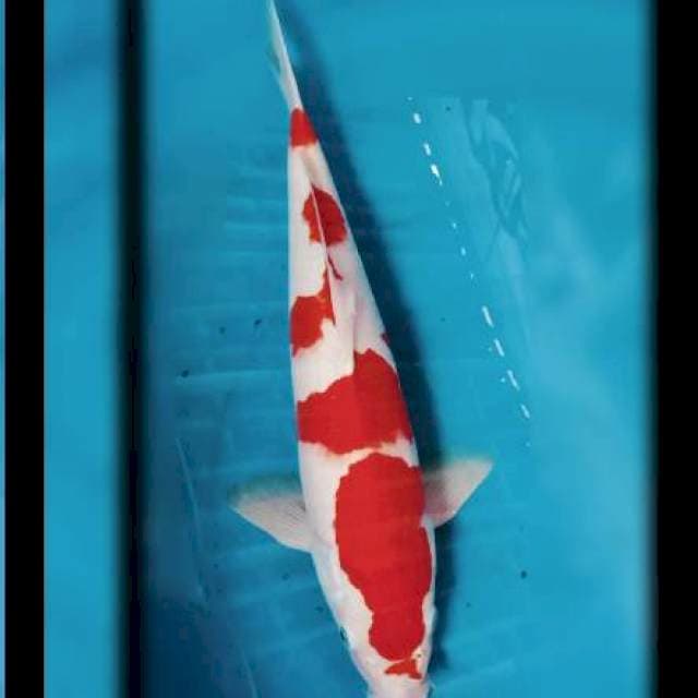 Kohaku 47cm