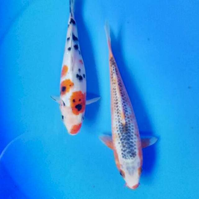 Mix koi 21-23 cm