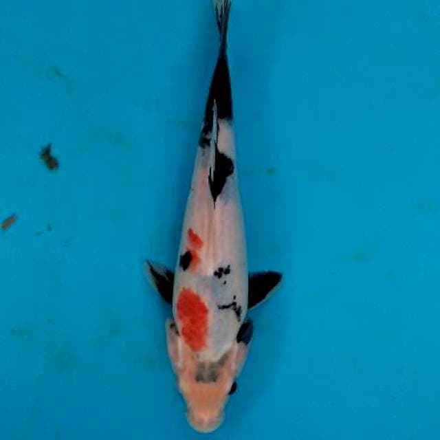 Showa 24cm