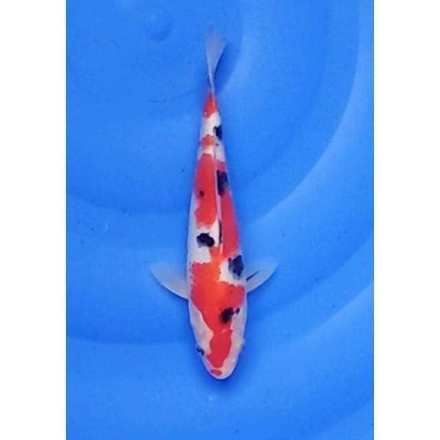 High Quality Sanke Original 21cm (F)