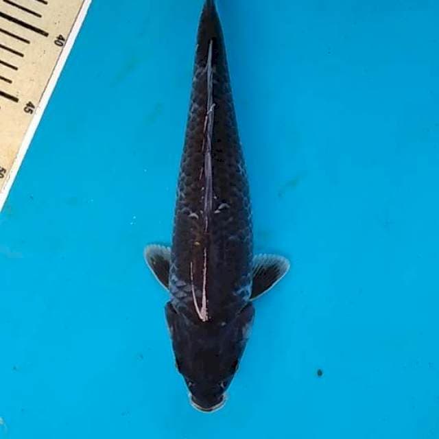Ochiba 32cm
