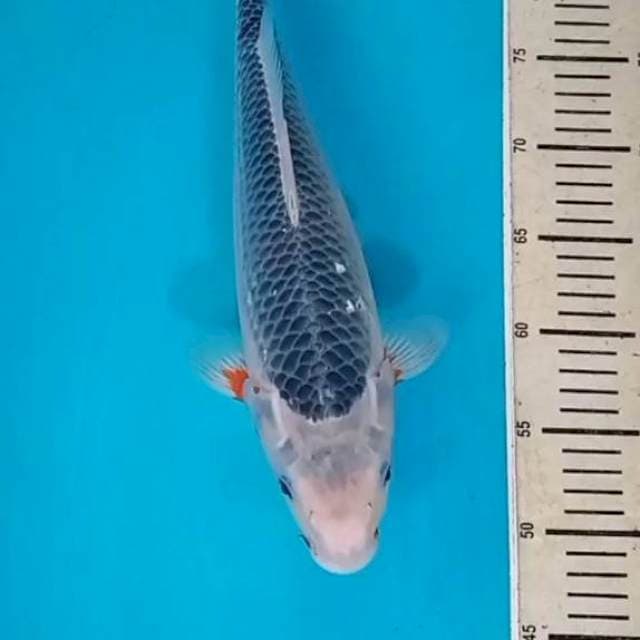 ASAGI 36 CM