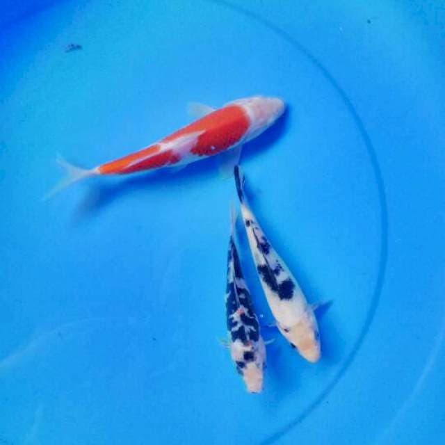 Mix koi 15-16-20 cm
