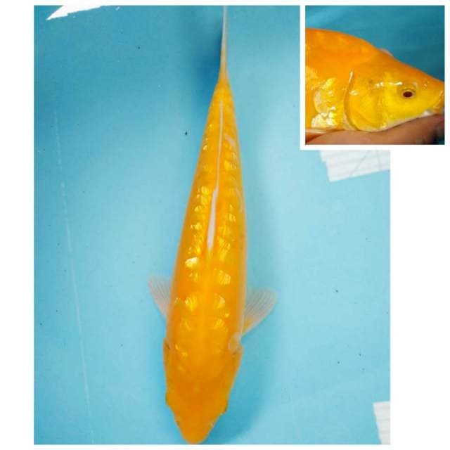 Karashi Punuk Aragoke 30cm