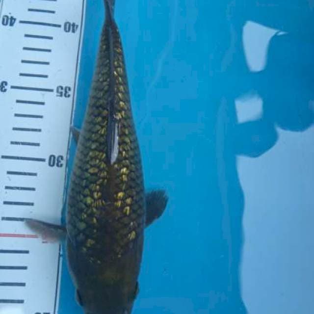 Chagoi ginrin f1