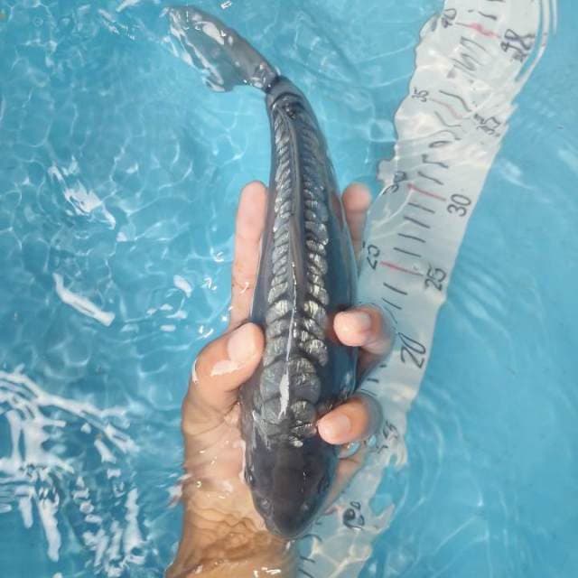 SORAGOI ARAGOKE GINRIN 26cm