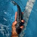 SORAGOI ARAGOKE GINRIN 26cm
