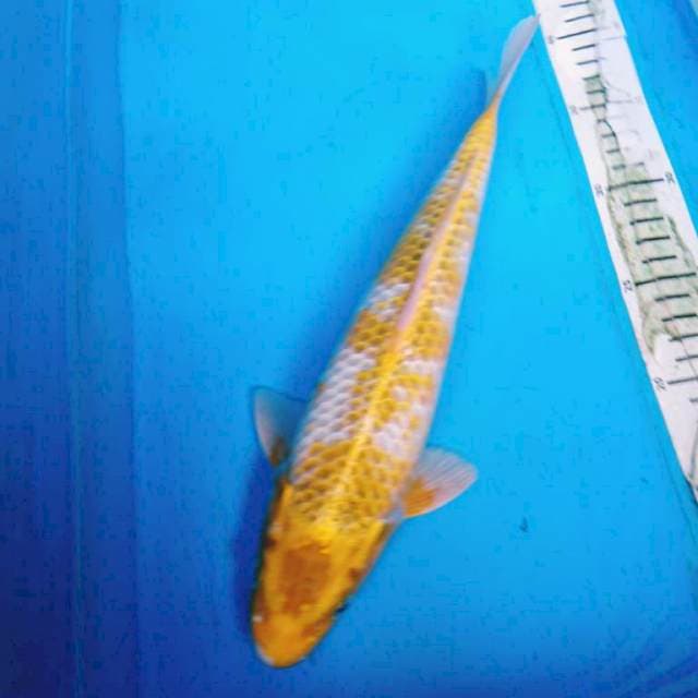 Hariwake 30 cm