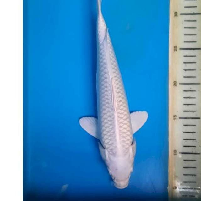 Platinum 29cm 
