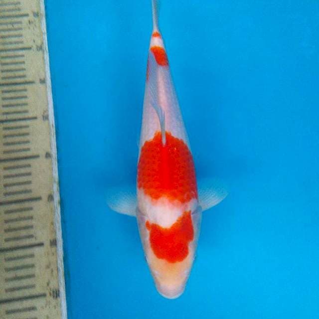 Kohaku 3 Step Ori 30cm