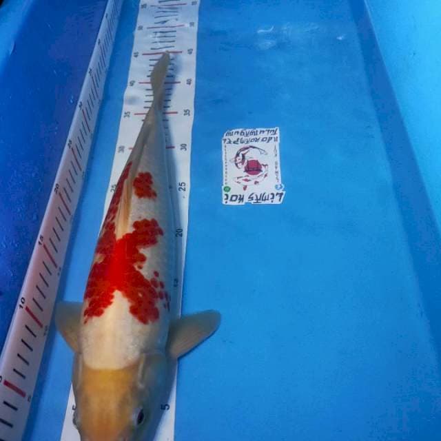 Kohaku merah merona,,
