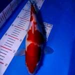 Kohaku merah merona,body BULKI