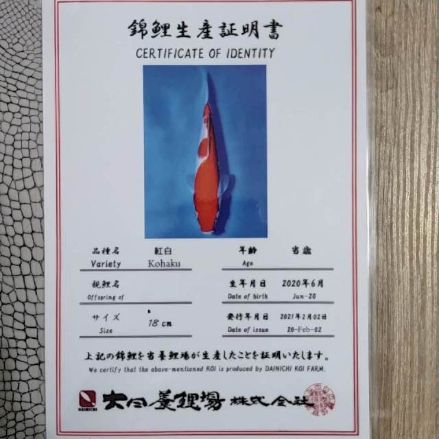Kohaku import dainichi koi farm 