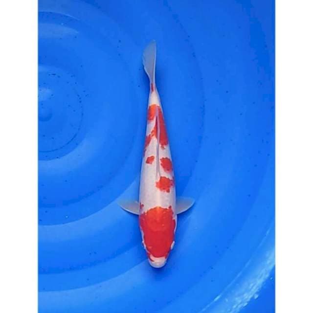 Strong Kohaku Pola Original 27cm (F)