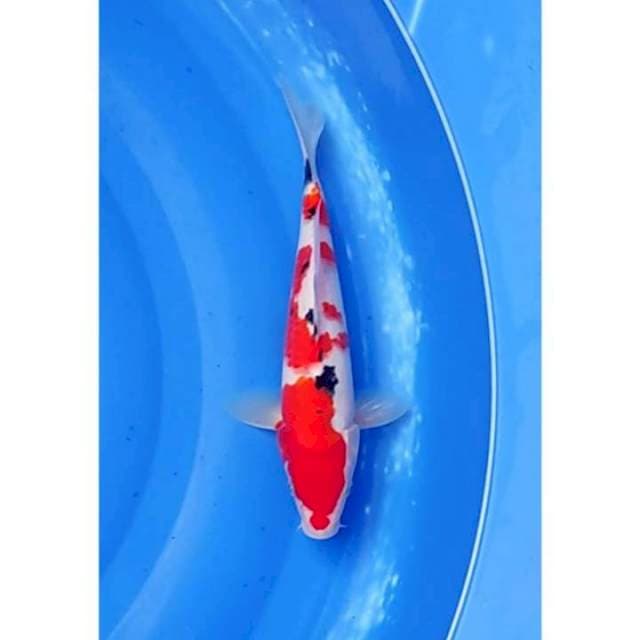 HQ Sanke Halus 26cm (F)