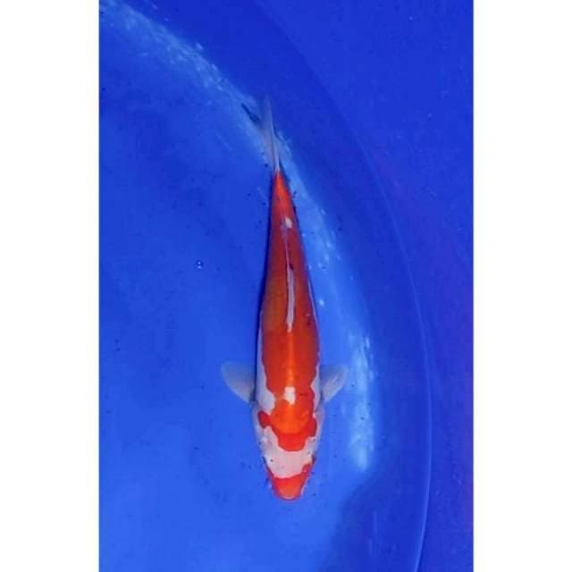 Doitsu Hanatsuki Kohaku 28cm (M)