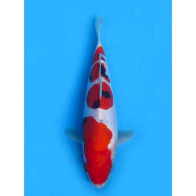 Red Sanke HQ - 22cm Male