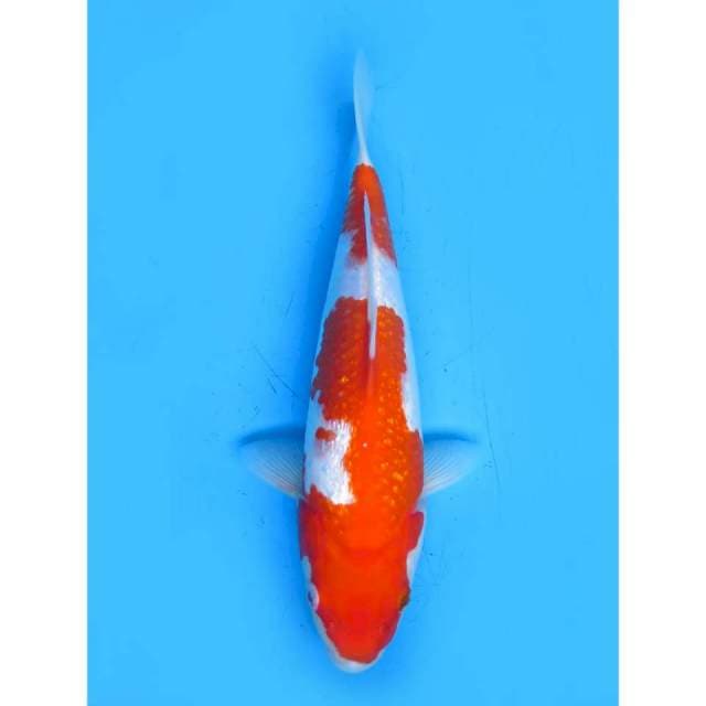 Red Kohaku Ginrin - 28cm Male