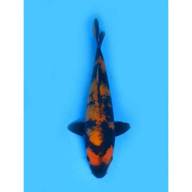 Hi Utsuri - 25cm Male