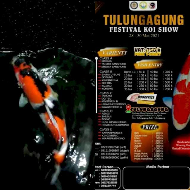 Showa original bahan kipping sQ