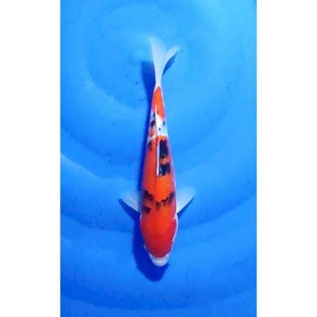 2step Sanke Original Patern 26cm (M)