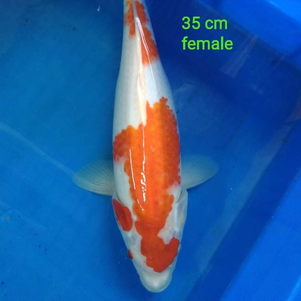 kohaku