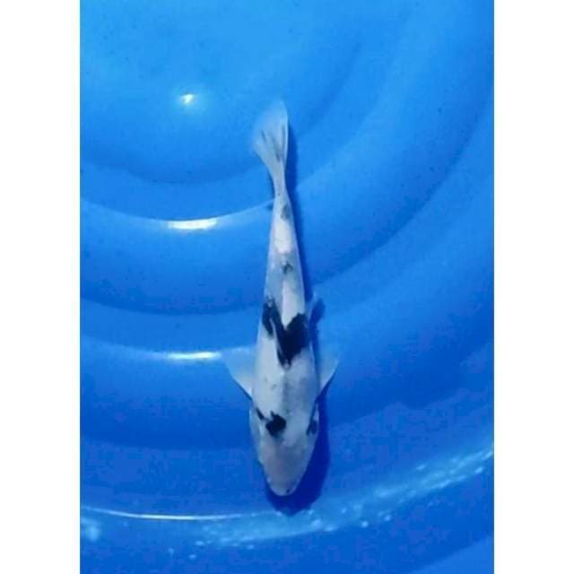 Shiro Utsuri Bahan Keeping Calon Bagus 24cm (F)