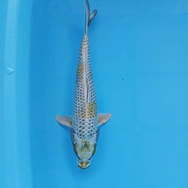 GINRIN KOGANI OCHIBA 29CM