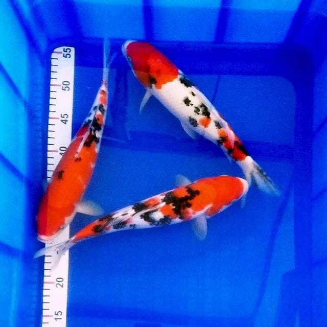 Sanke 30-31cm